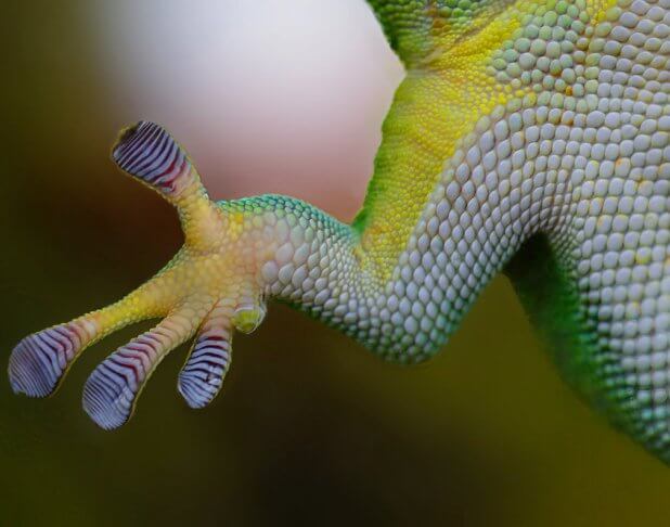 gecko skin